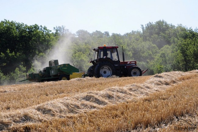 Moisson02.jpg