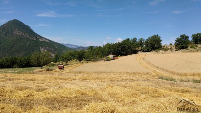 Moisson06.jpg