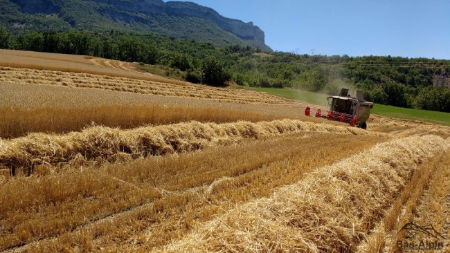 Moisson11.jpg