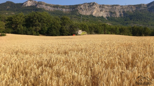 Moisson12.jpg
