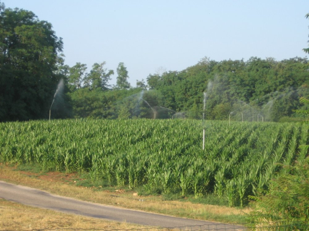 Moisson 2009 007.JPG