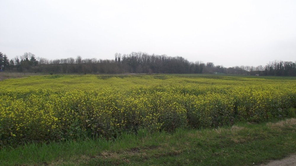 DSCF2800.JPG