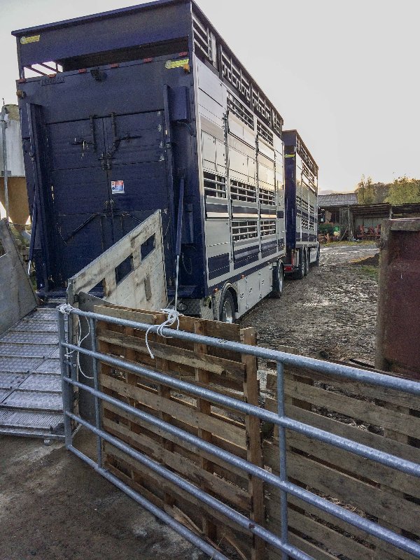 Camion Veau.jpg
