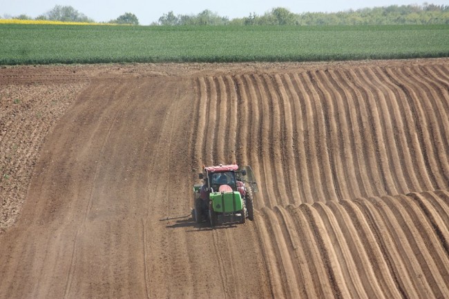 Plantation2018 048.JPG