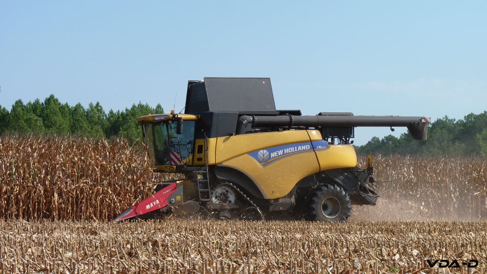 r_maïs grain_2018_01002.jpg