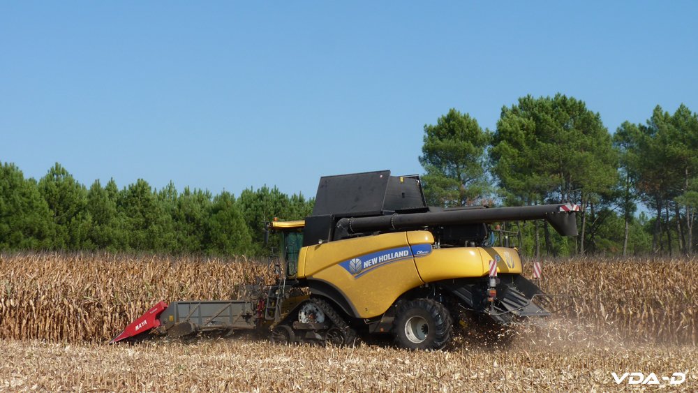 r_maïs grain_2018_01008.jpg