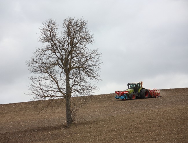 Semis2019 018.JPG