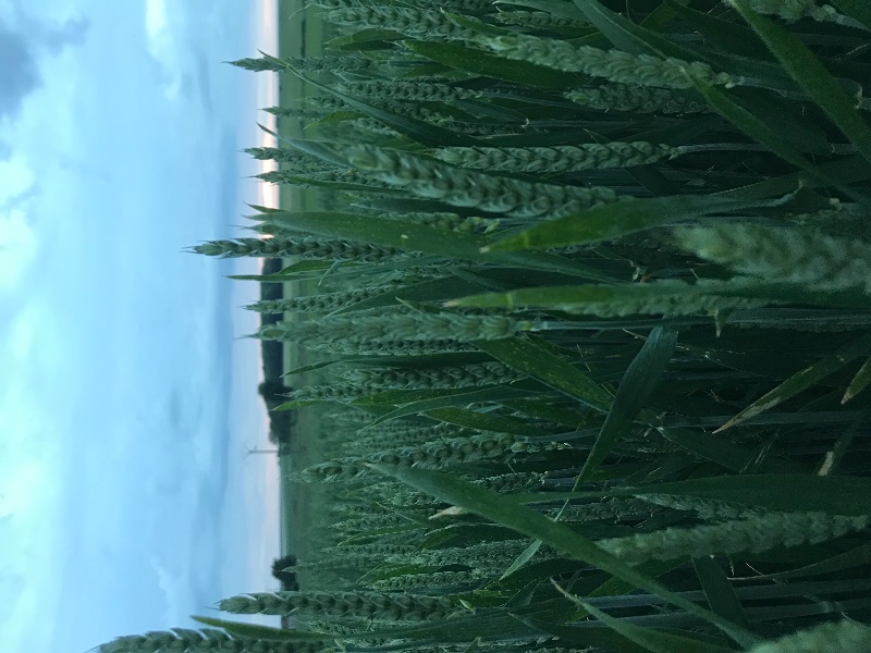 C522F67C-59F7-4257-87C6-60207D203807.jpeg