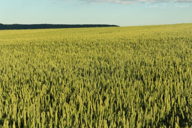 Blé - Kws DAKOTANA.JPG