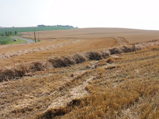 artec windrow 006.JPG