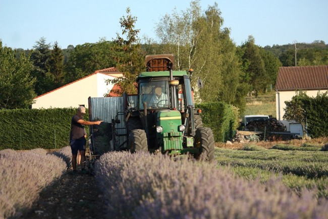 Lavande 015.JPG