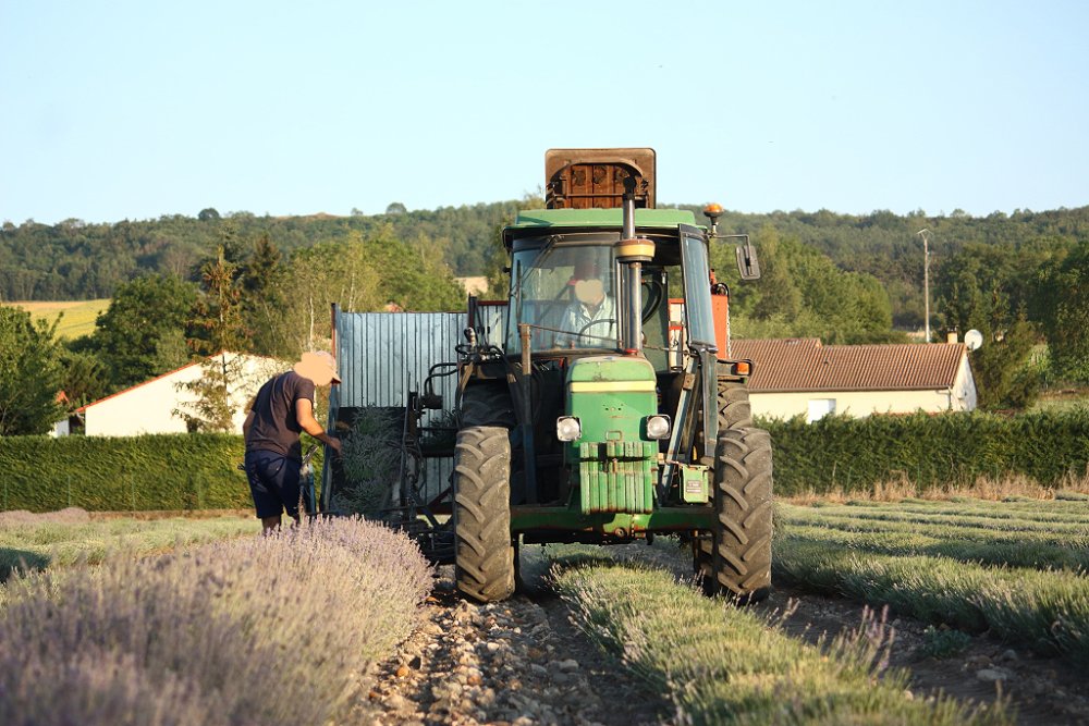 Lavande 029.JPG