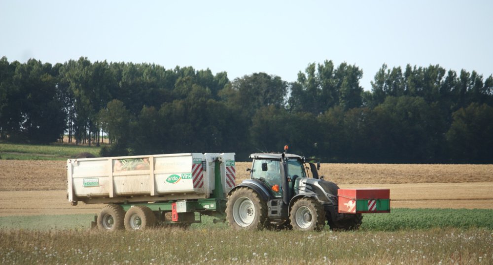 Petits pois 013.JPG