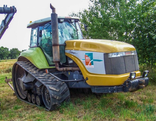 cat 55.jpg
