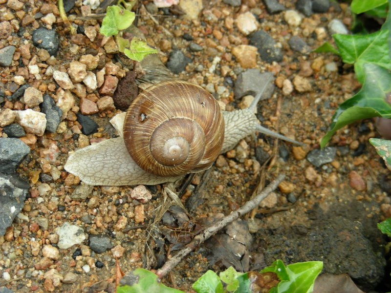 Escargot.JPG